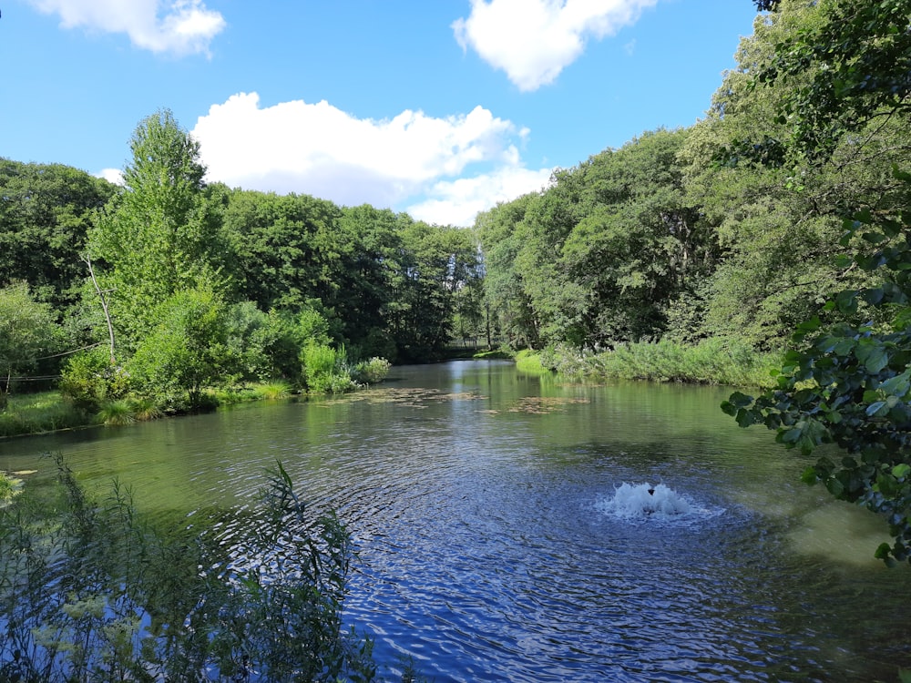 a body of water surrounded by trees and bushes