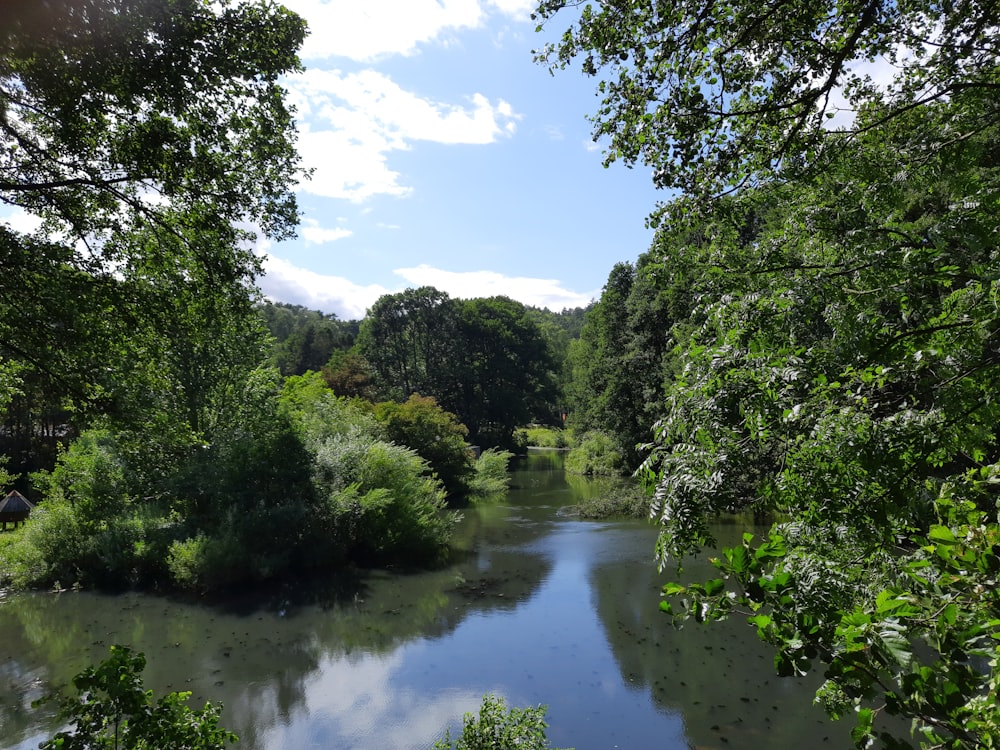 a river running through a lush green forest