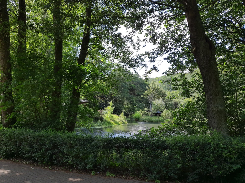 a river running through a lush green forest