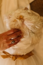 A small, fluffy white dog with a yellow bow sits comfortably, being gently petted by a hand adorned with a jeweled ring. The dog appears to be wearing a soft, white garment tied with a golden ribbon. The atmosphere is calm and intimate, capturing a tender moment.