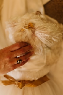 A small, fluffy white dog with a yellow bow sits comfortably, being gently petted by a hand adorned with a jeweled ring. The dog appears to be wearing a soft, white garment tied with a golden ribbon. The atmosphere is calm and intimate, capturing a tender moment.