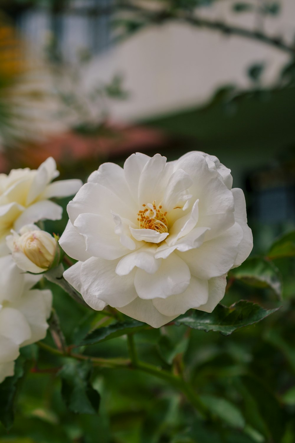 two white flowers with green leaves in the foreground