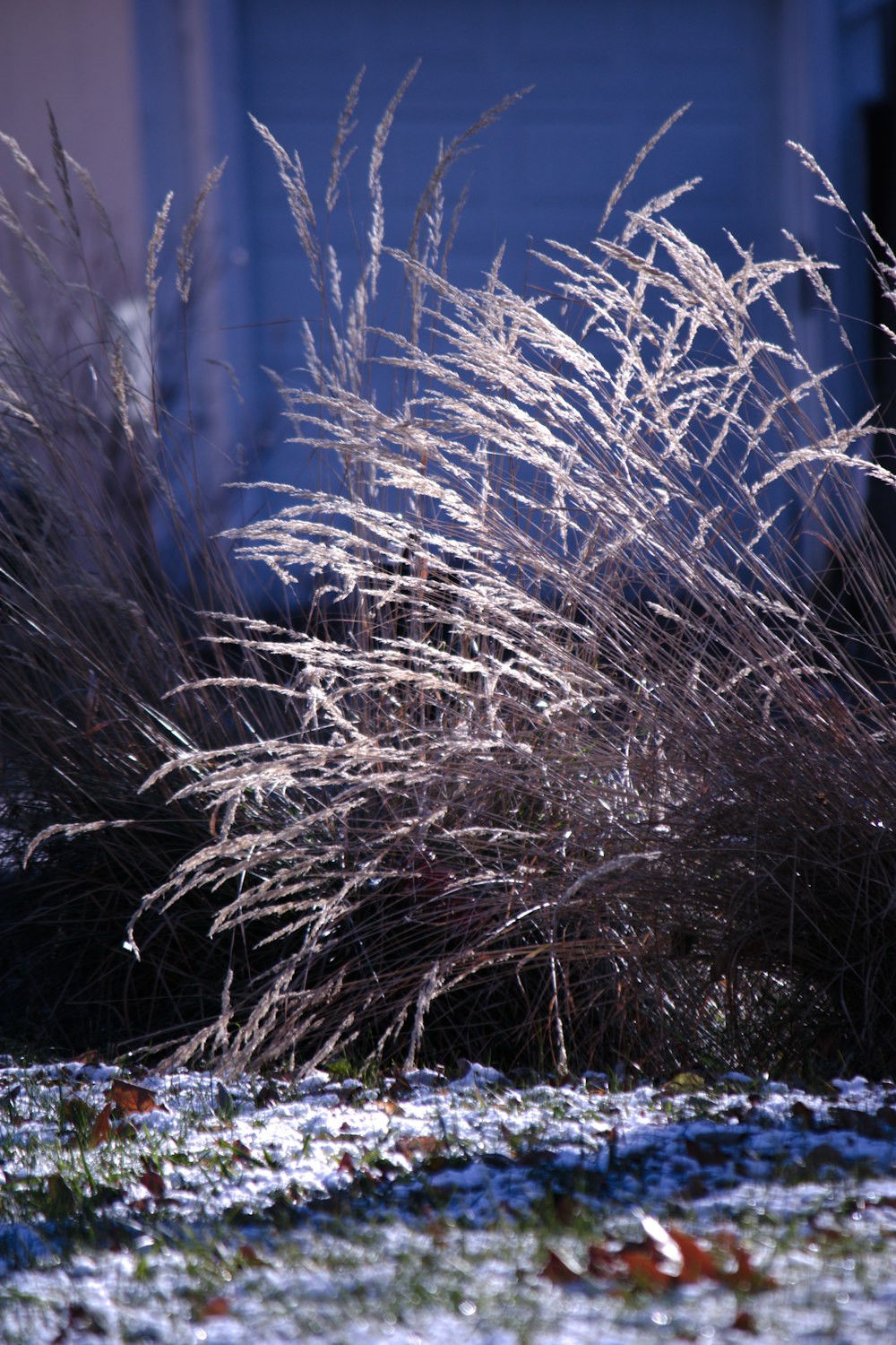 a bush with snow on the ground next to a building