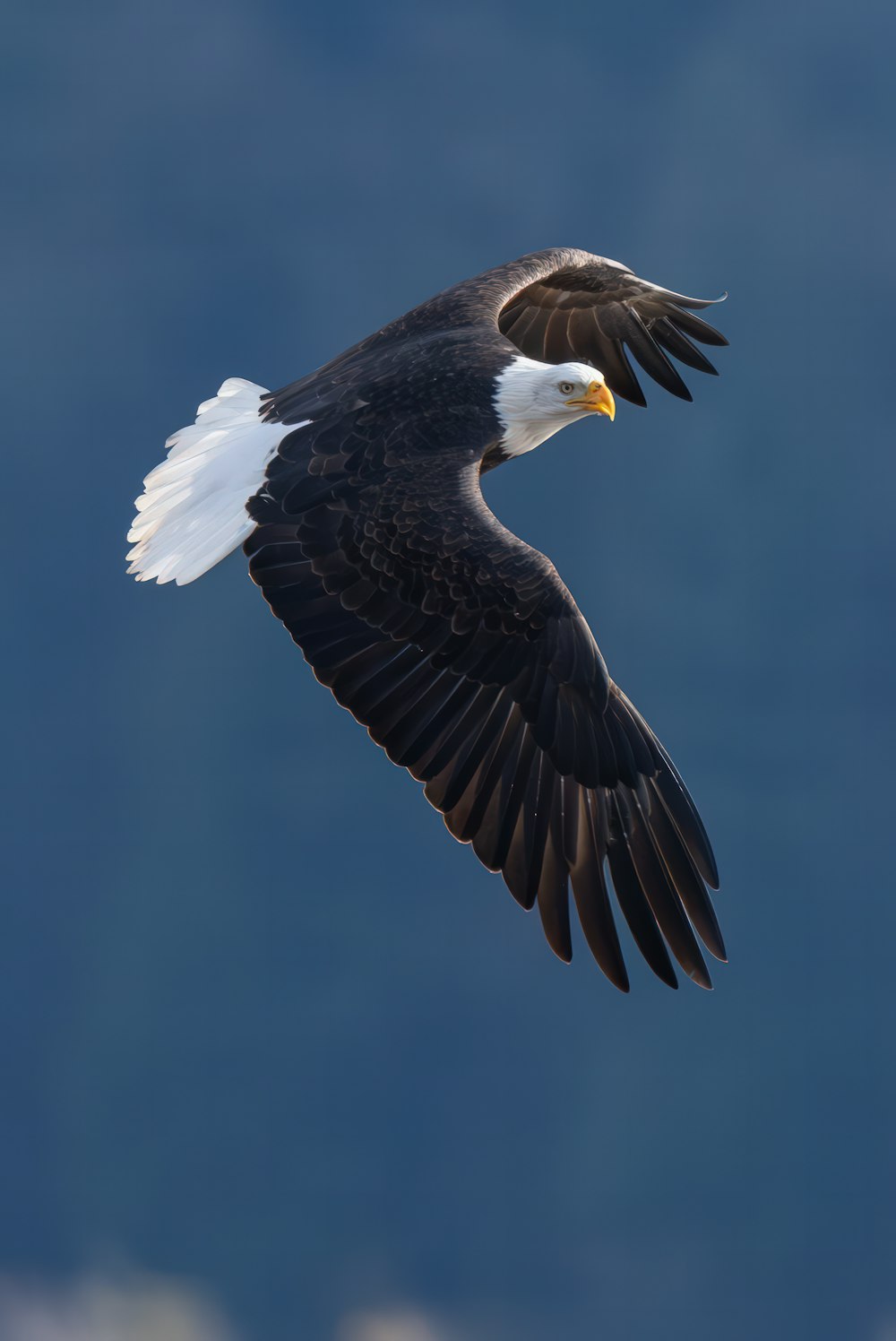 a bald eagle soaring through the air