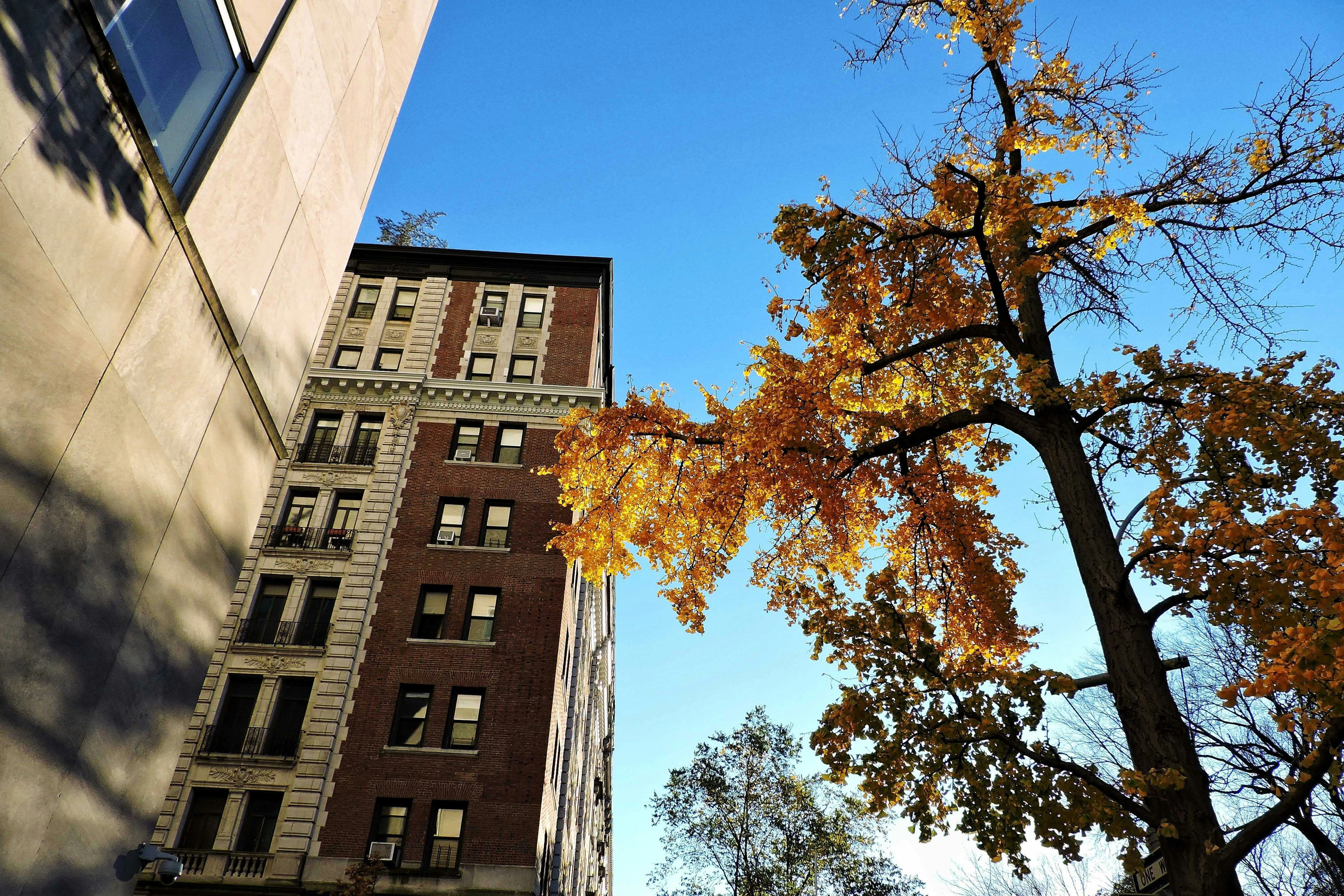 November Activities That Make NYC Home