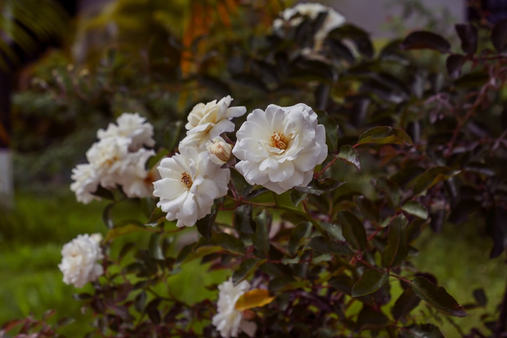 a bush with white flowers in a garden