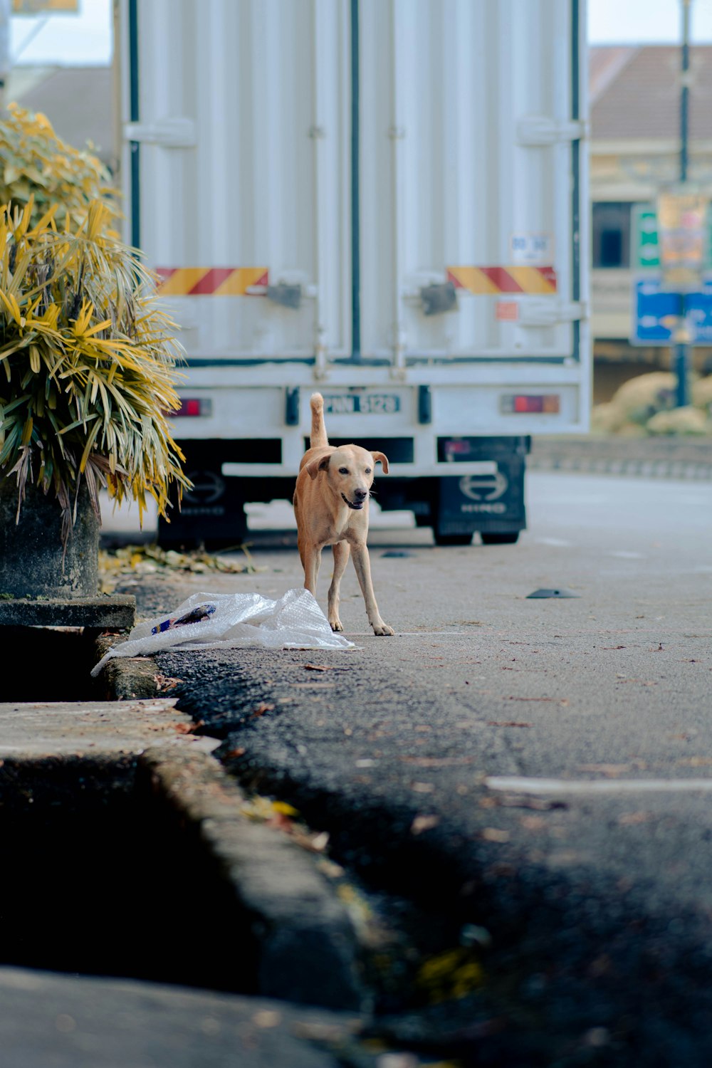 a dog standing on the side of a road