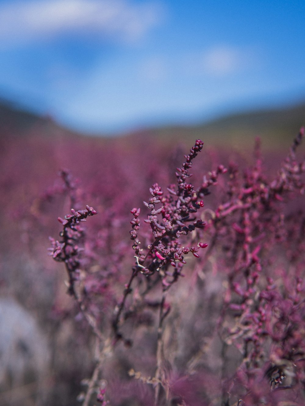 a field of purple flowers with a blue sky in the background