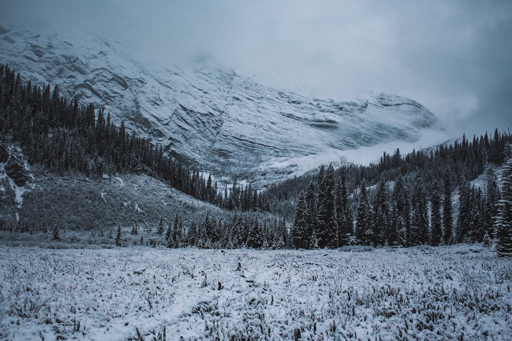 a snow covered mountain with trees in the foreground