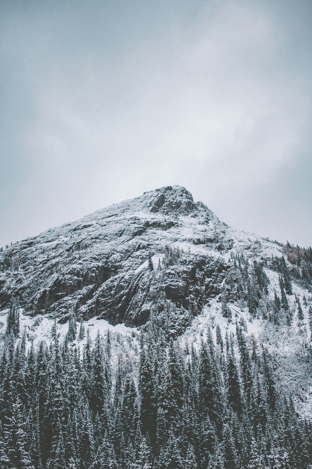 uma montanha coberta de neve ao lado de uma floresta