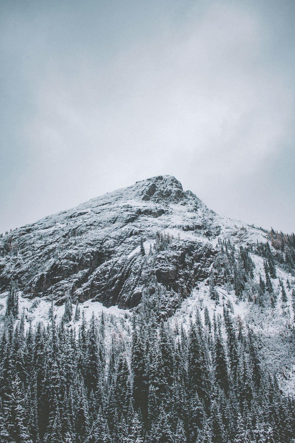 a mountain covered in snow next to a forest