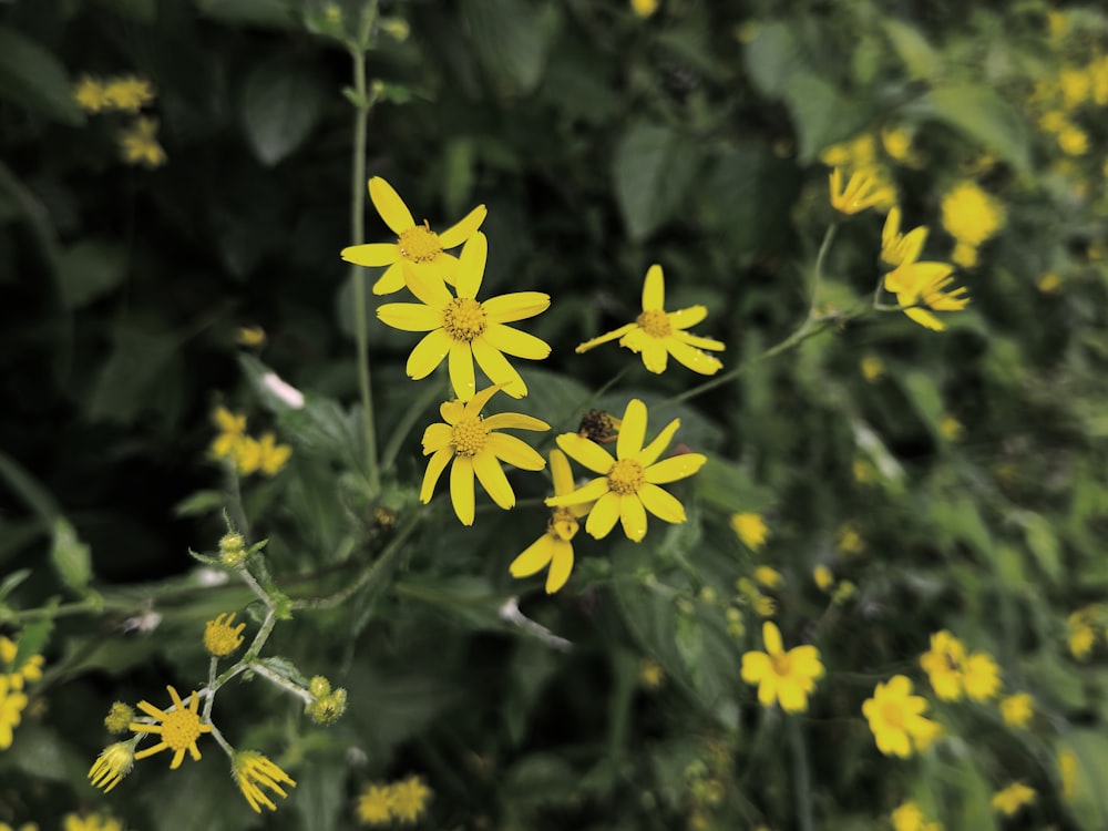 a bunch of yellow flowers in a field