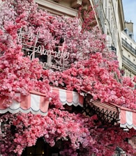A storefront decorated with a lush display of vibrant pink flowers, partially covering a striped red and white awning. The building facade blends classical architecture with the fresh, colorful floral arrangement, creating a striking contrast.