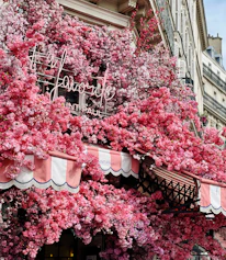 A storefront decorated with a lush display of vibrant pink flowers, partially covering a striped red and white awning. The building facade blends classical architecture with the fresh, colorful floral arrangement, creating a striking contrast.