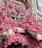 A storefront decorated with a lush display of vibrant pink flowers, partially covering a striped red and white awning. The building facade blends classical architecture with the fresh, colorful floral arrangement, creating a striking contrast.
