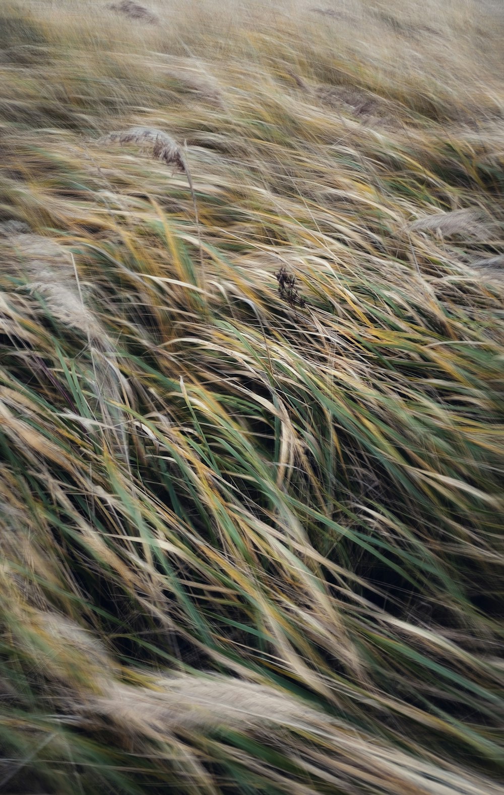 a bunch of grass that is blowing in the wind