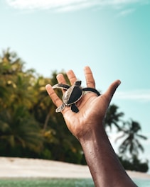 An outstretched hand holds a small sea turtle against a backdrop of a tropical setting with palm trees and a clear sky.