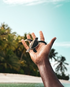 An outstretched hand holds a small sea turtle against a backdrop of a tropical setting with palm trees and a clear sky.