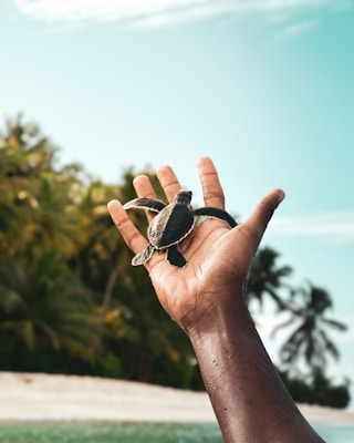 An outstretched hand holds a small sea turtle against a backdrop of a tropical setting with palm trees and a clear sky.
