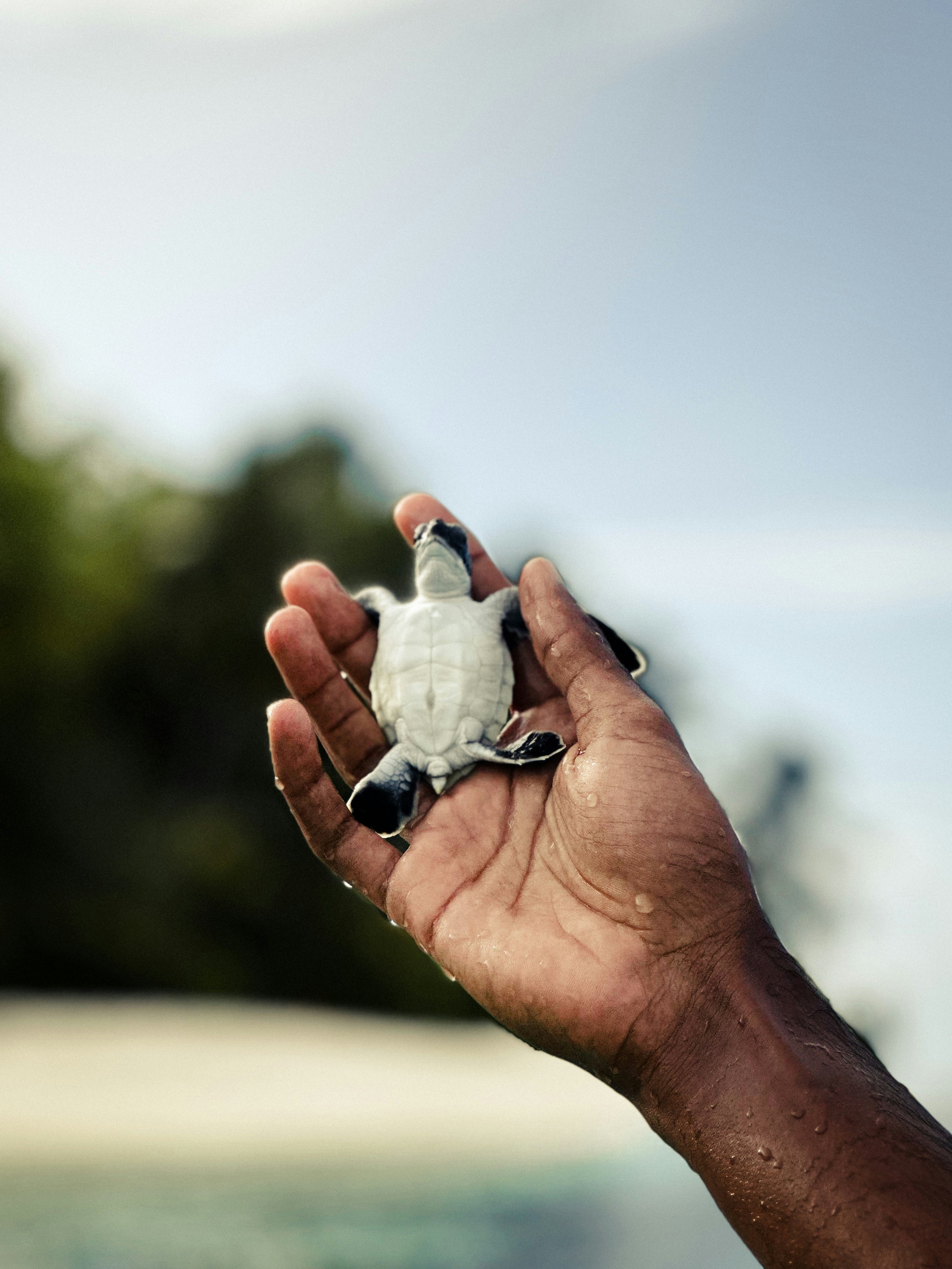 Sustainable Travel Trends in Coastal Luxury Hospitality