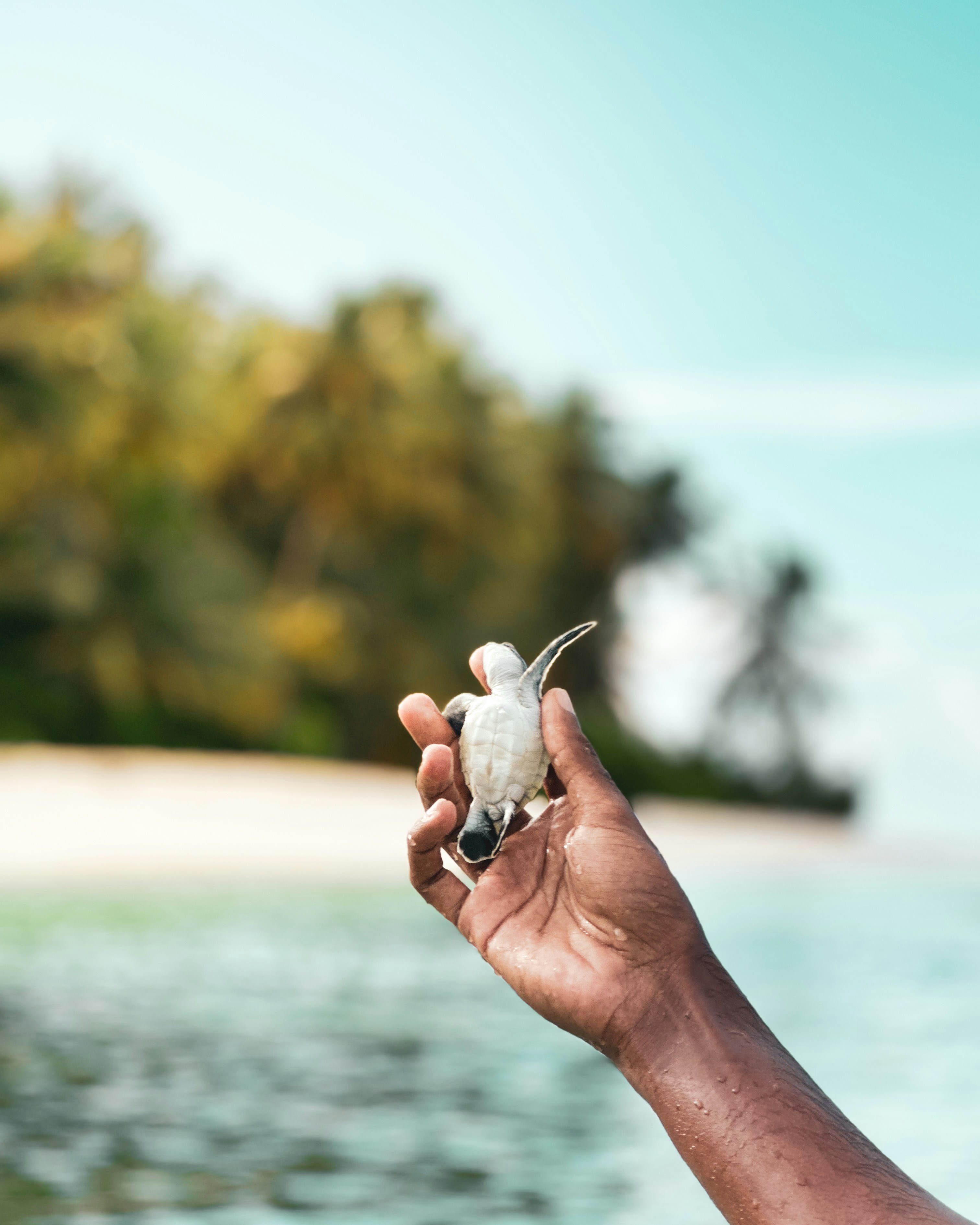 Common Greenwashing Tactics in Luxury Coastal Tourism