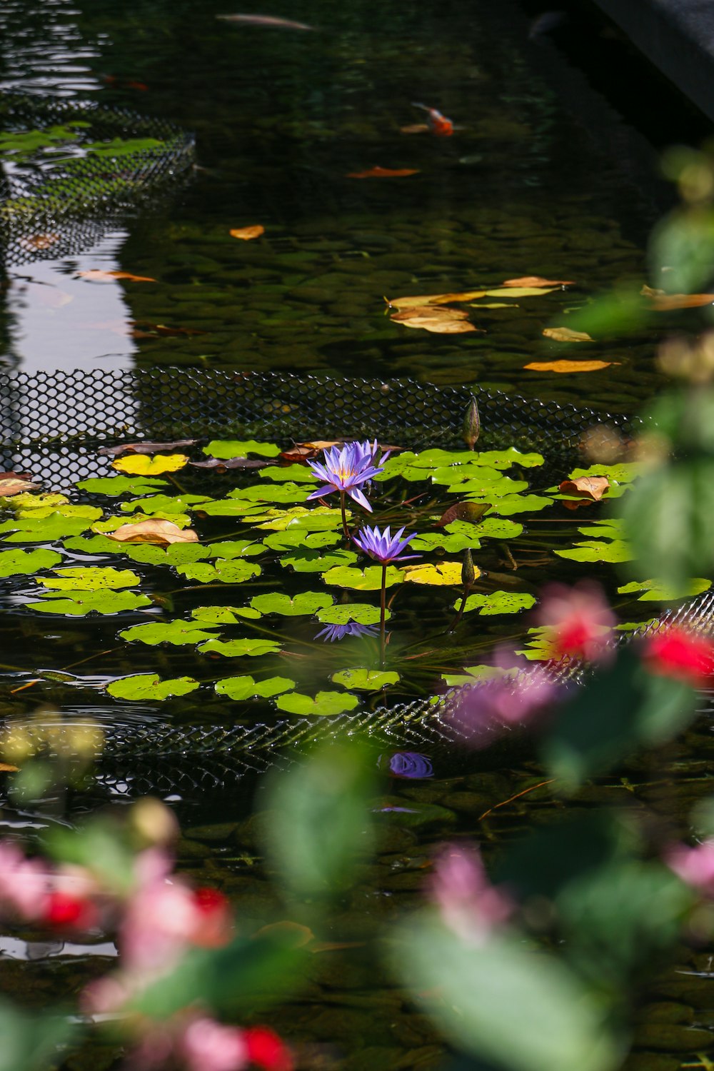 a purple flower floating on top of a pond