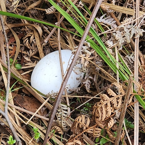 A white egg lies nestled among dry grass and ferns with a few green plants emerging nearby. The setting is natural and rustic, creating a sense of stillness.