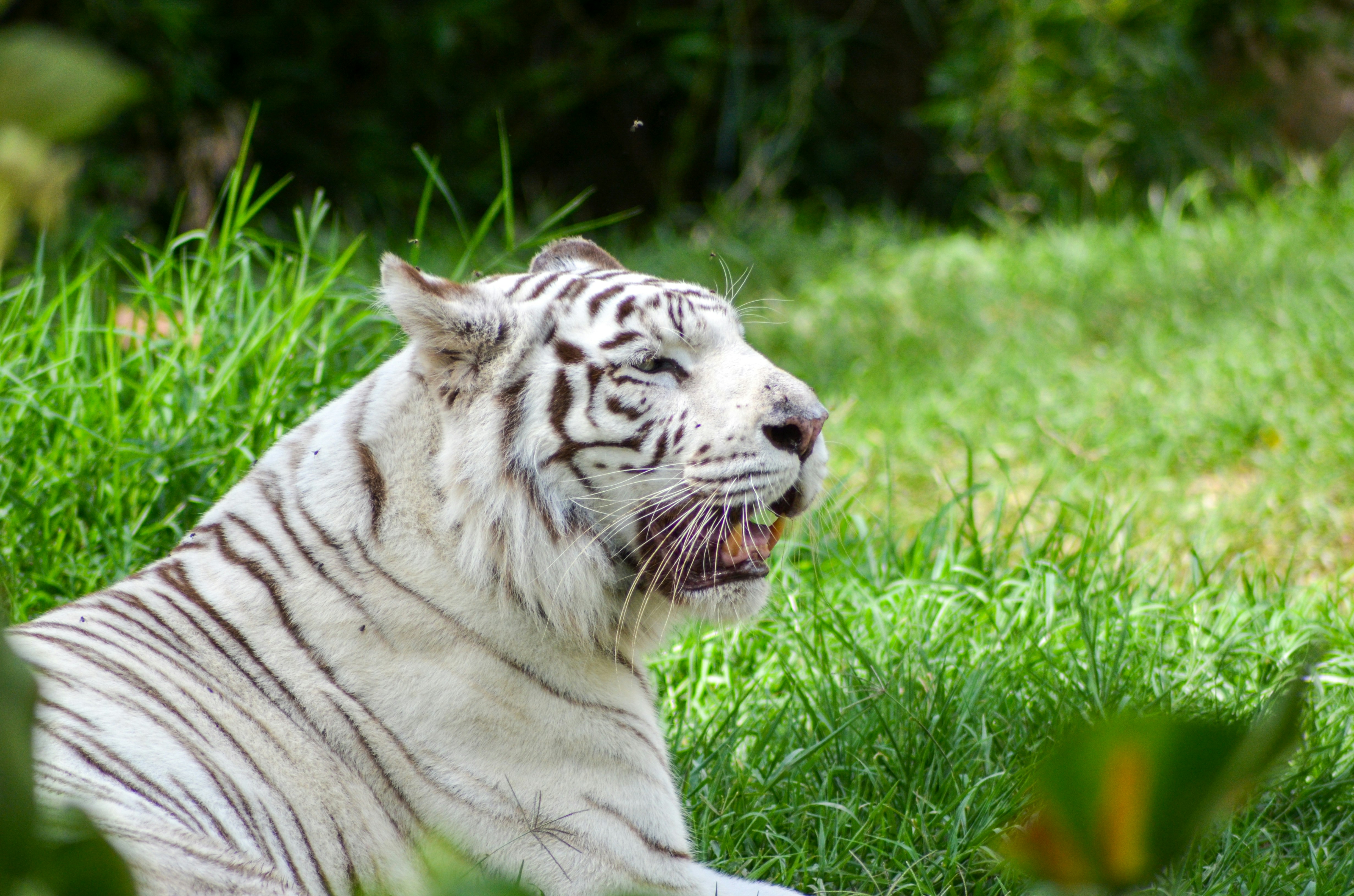 un tigre blanco acostado en la cima de un exuberante campo verde