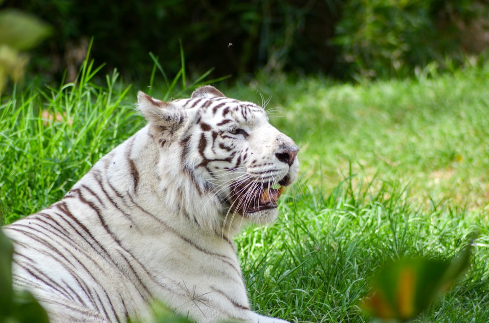 a white tiger laying on top of a lush green field