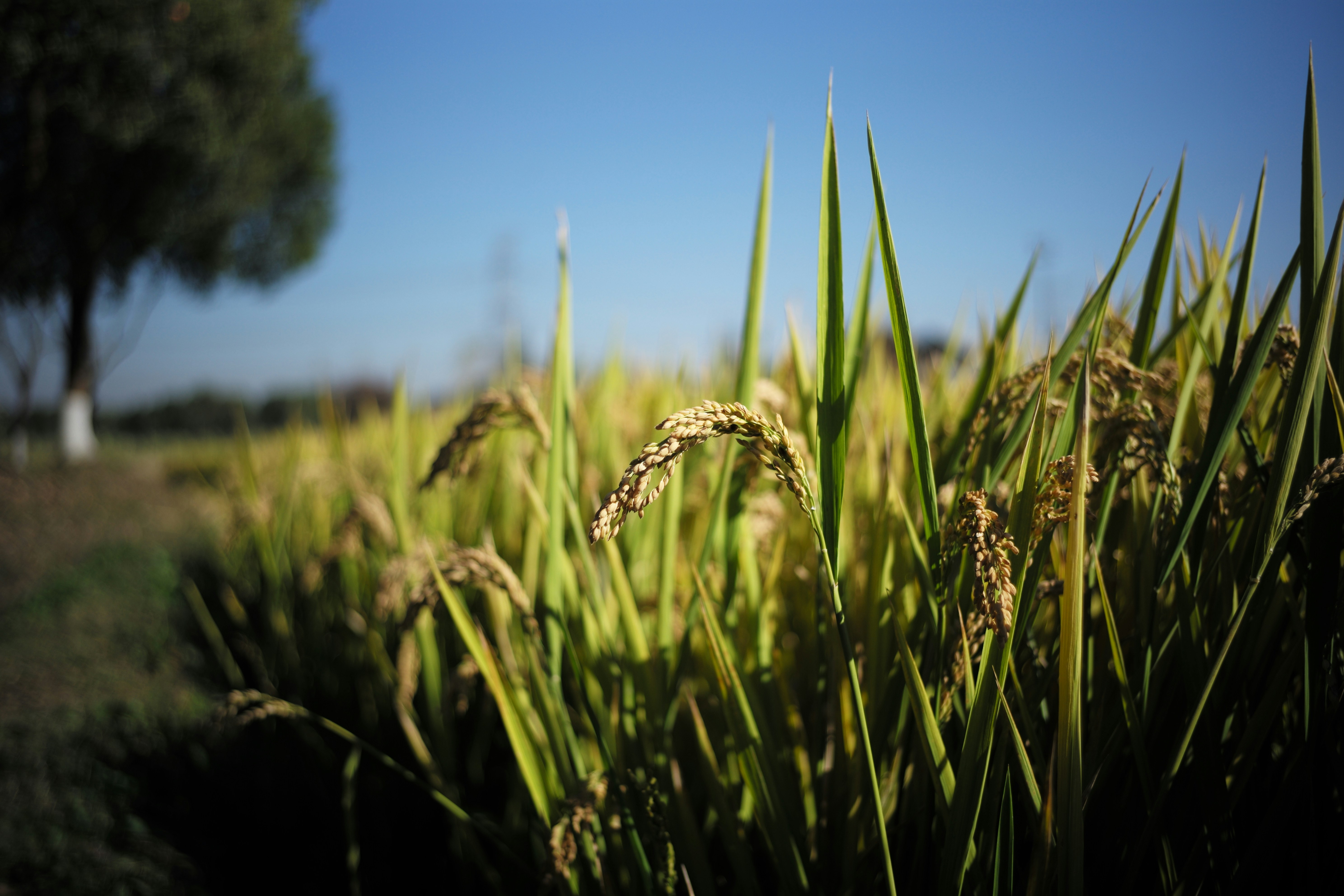 The Role of Epigenetics in Agriculture: Unlocking the Secrets of Gene Expression