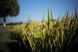Golden rice plants swaying in a field under a clear blue sky, capturing the essence of rural agriculture.
