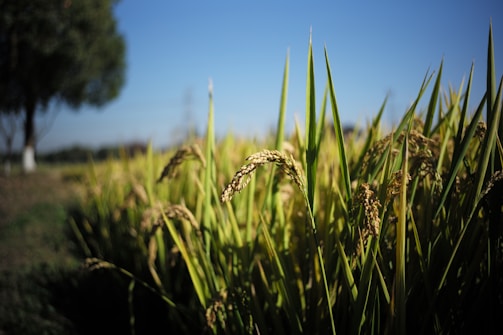 Golden rice plants swaying in a field under a clear blue sky, capturing the essence of rural agriculture.