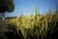Golden rice plants swaying in a field under a clear blue sky, capturing the essence of rural agriculture.