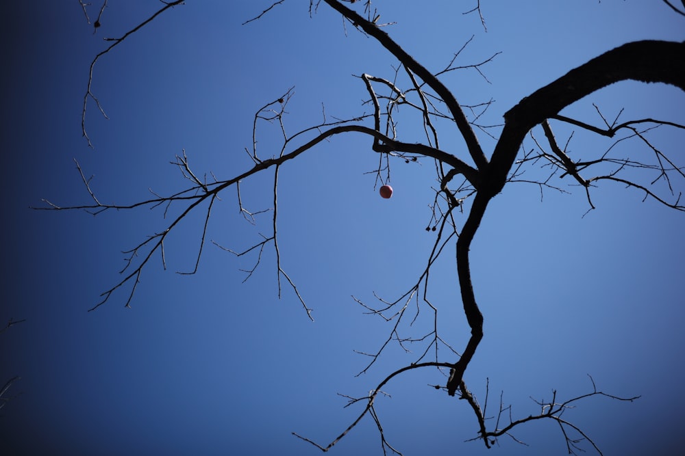 a bare tree branch with a red ball hanging from it