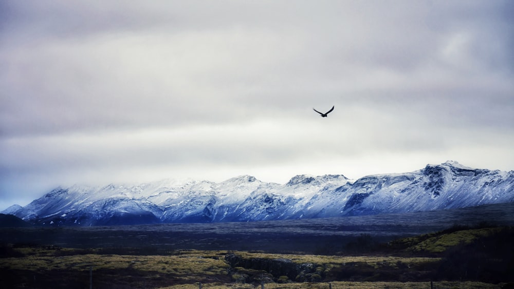 a bird flying in front of a snowy mountain