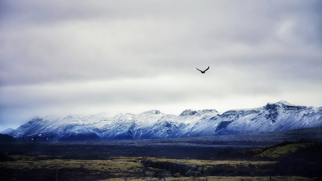 a bird flying in front of a snowy mountain,