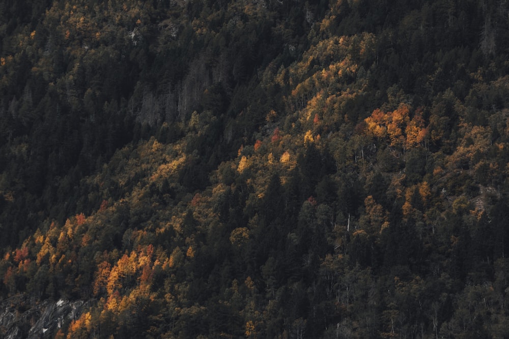 a plane flying over a forest covered in trees