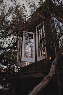 A cozy tree house nestled among towering pines with a curious dog peeking out the window.