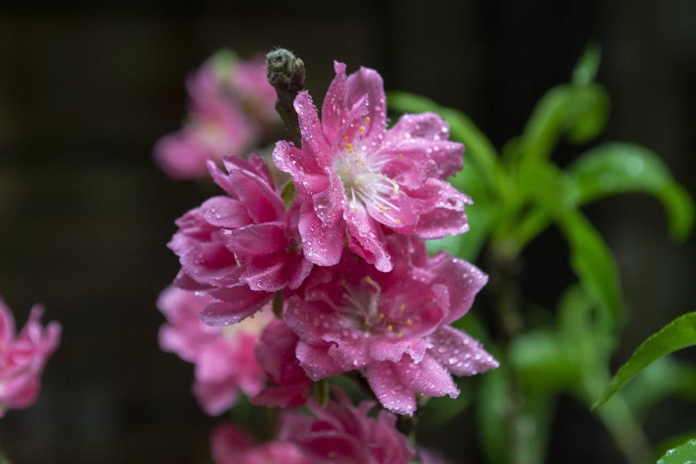 a bunch of pink flowers with water droplets on them