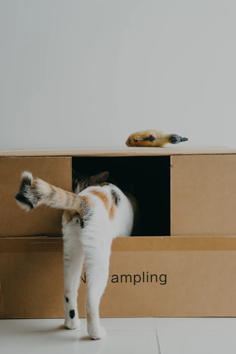 A cat standing inside a cardboard delivery box