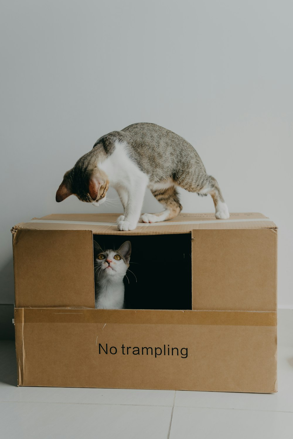 a cat standing on top of a cardboard box