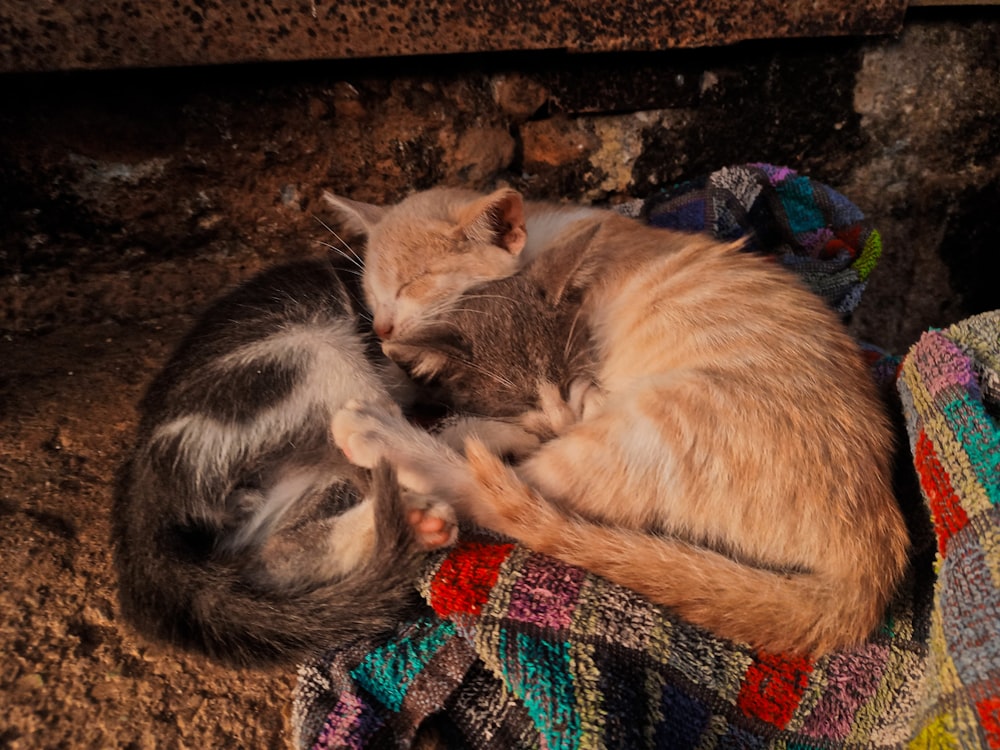 a couple of cats laying next to each other on a blanket