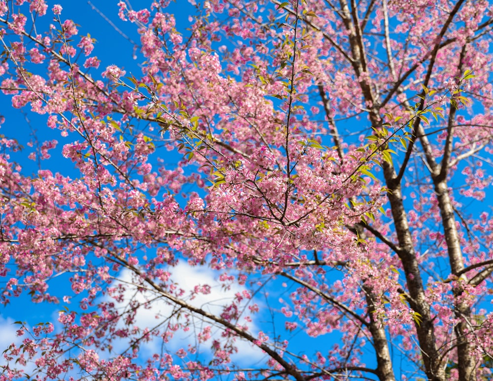 a tree with pink flowers in the foreground and a blue sky in the background