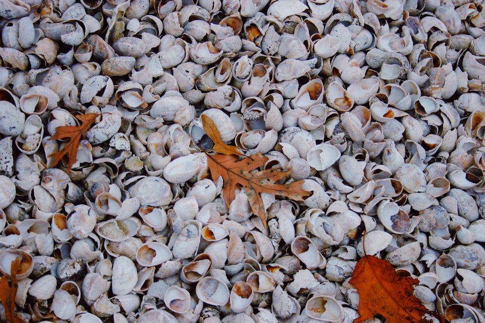 a pile of shells and leaves on the ground