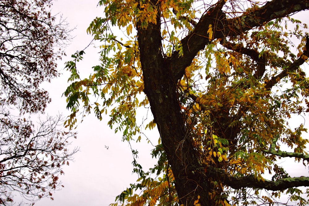 a tree with yellow leaves and a clock tower in the background