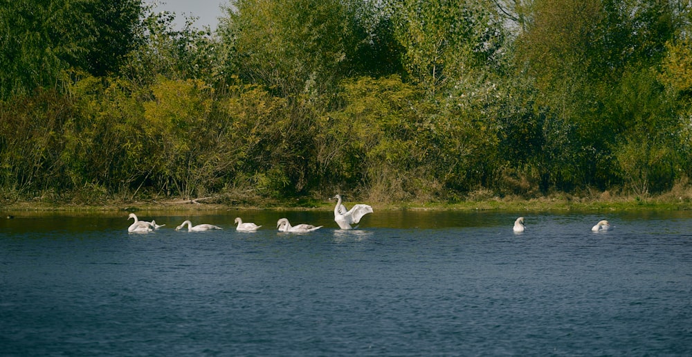 a group of swans swimming in a lake