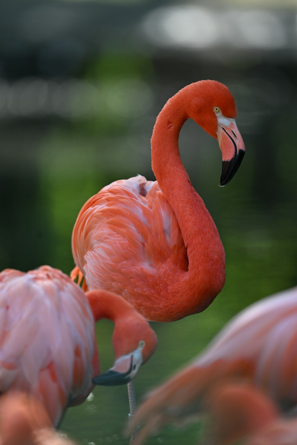 a group of flamingos standing next to each other