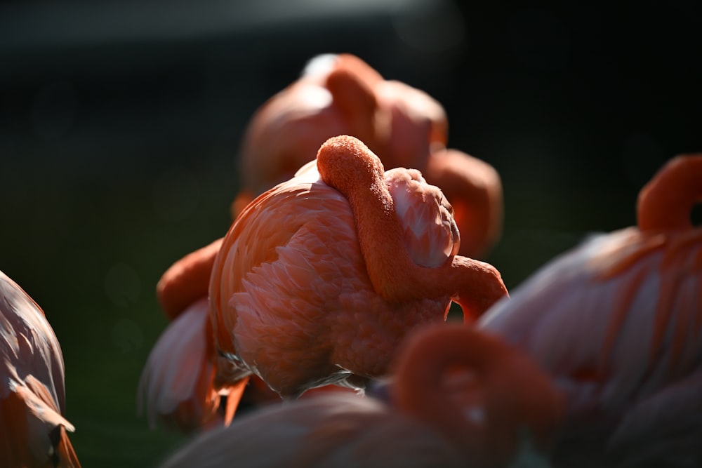 a group of flamingos standing next to each other