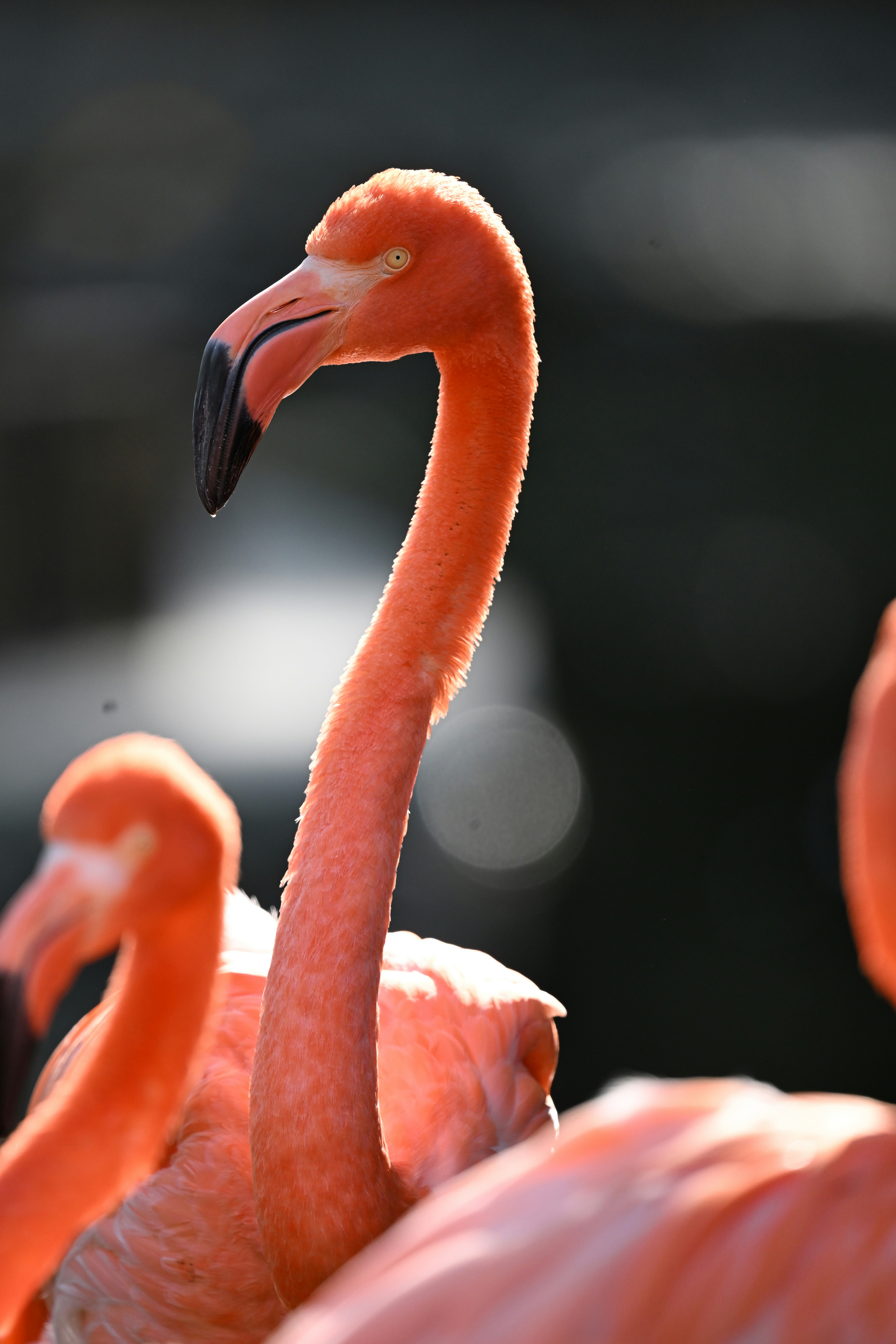 a group of flamingos standing next to each other