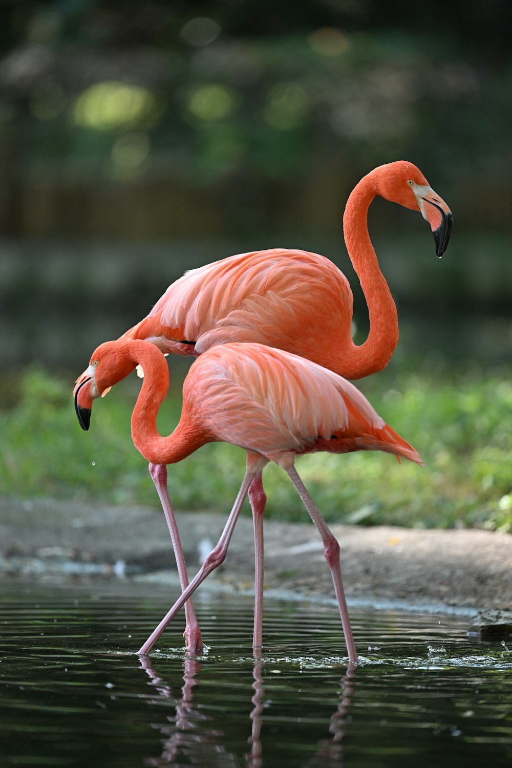 two flamingos are standing in the water together